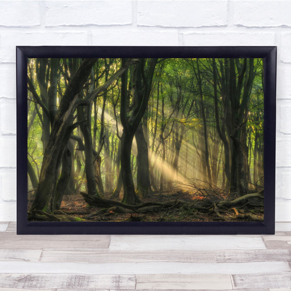 Landscape Light Sunlight Forest Summer Beech Beeches Trees Tree Wall Art Print