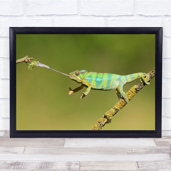 Lizard Tongue Grasshopper Chameleon Animal Wildlife Nature Wild Wall Art Print