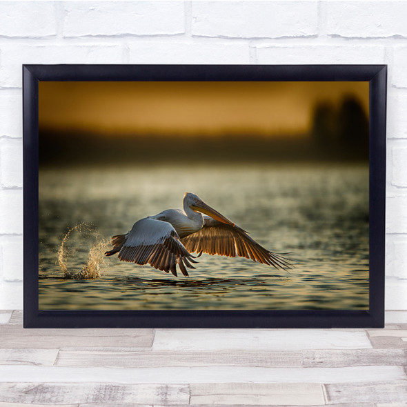 Pelican Take Off Take-Off Bird Wildlife Lake Nature Wild Animal Wall Art Print