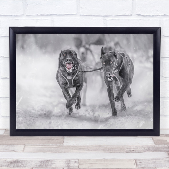 Run Running Dog Dogs Race Speed Bokeh Animal Animals Quick Rush Wall Art Print