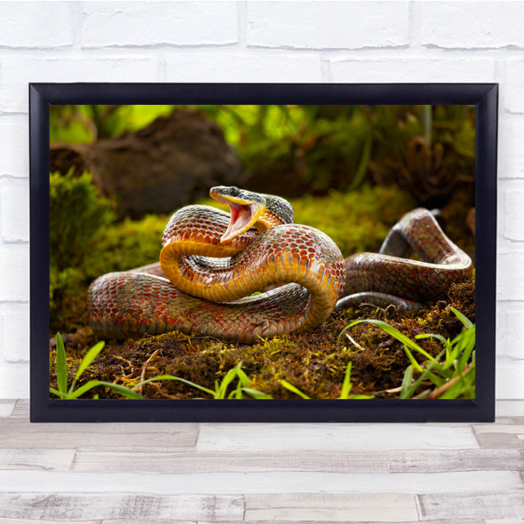 Snake Nature Animal Puffing Snake Wildlife Forest Ground Colors Wall Art Print