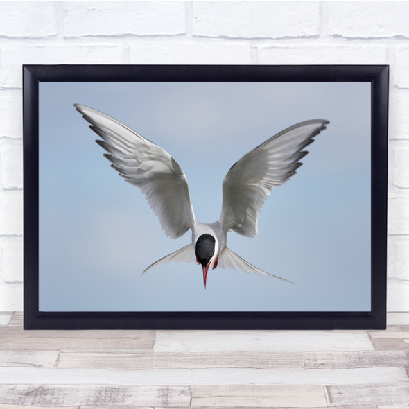 Tern Arctic Bird Nature Outdoors Flying Hovering Delicate Wings Wall Art Print