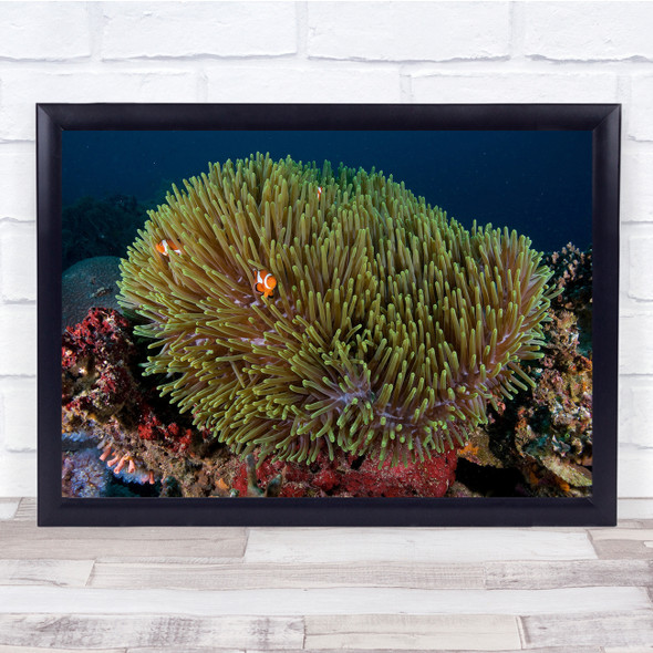 Underwater Nemo Fish Anemone Clownfish Reef Coral Corals Bottom Wall Art Print