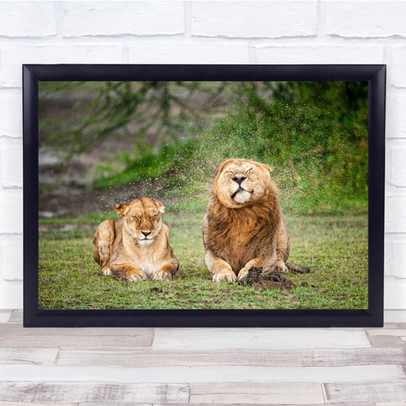 Safari Africa Wildlife Tanzania Feline Savannah Wild Nature Lions Funny Print