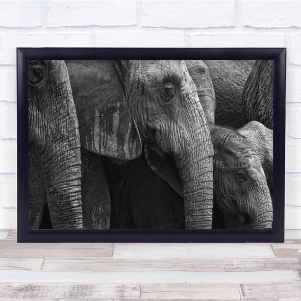 Addo Africa African Big Canon Cape Close Eastern Elephant Herd Wall Art Print