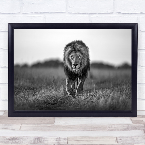 Africa Black & White Lions Feline nature Safari Predator Bokeh Wall Art Print