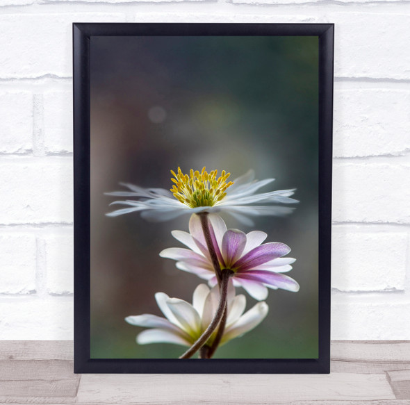 Anemone-Blanda Anemone Flower Flora Bloom Single-Flower Spring Wall Art Print