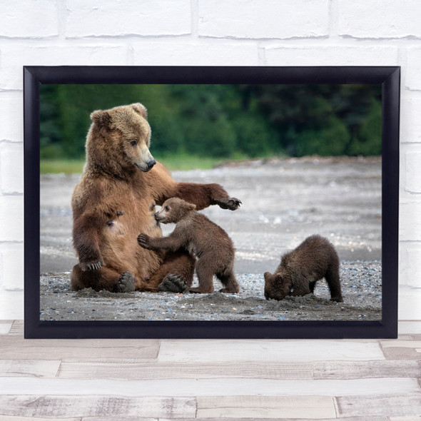 Bear Cubs Nursing Alaska Brown Cute Play Playing Fun Funny Cub Wall Art Print