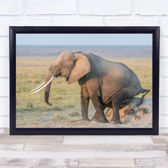 Elephant Elephants Wildlife Wild Nature Animal Animals Scratch Wall Art Print