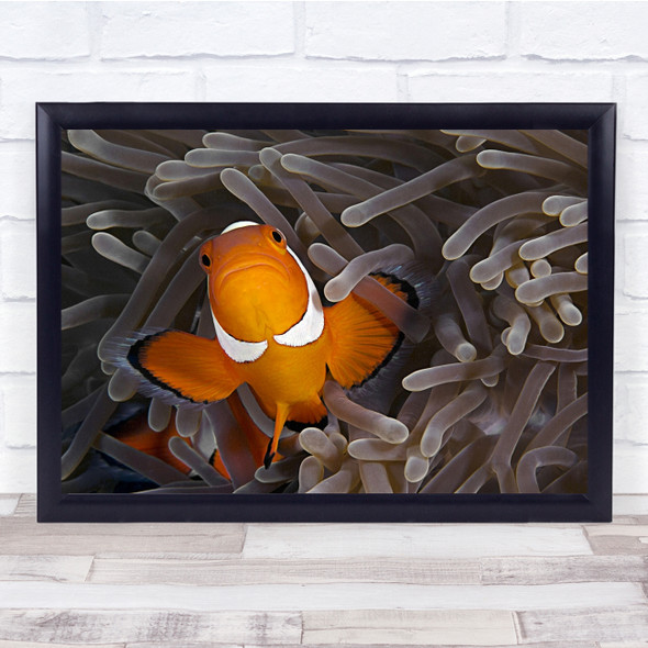 False Clown Anemonefish Clownfish Fish Nature Underwater Water Wall Art Print