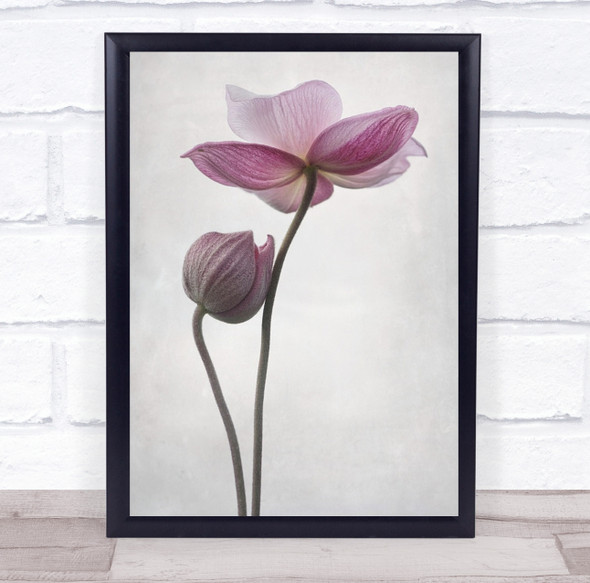 Flower Anemone Hupehensis Pink Flora Floral Macro Denmark High Wall Art Print