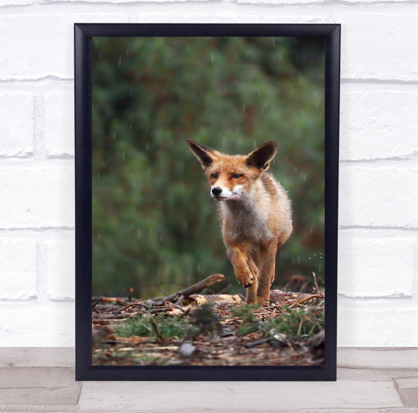 Fox Rain Wildlife Nature Spain Red Wild Animal Animals Raining Wall Art Print