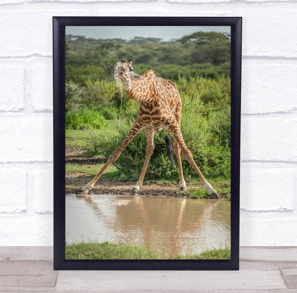 Giraffe Giraffes Drink Drinking Thirst Thirsty Waterhole Water Wall Art Print