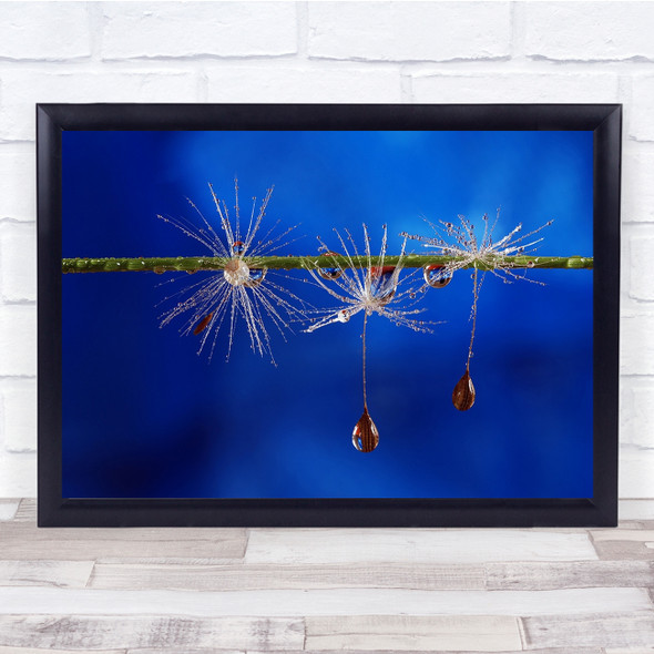 Water Drop Abstract Seed Blue Feather Wall Art Print