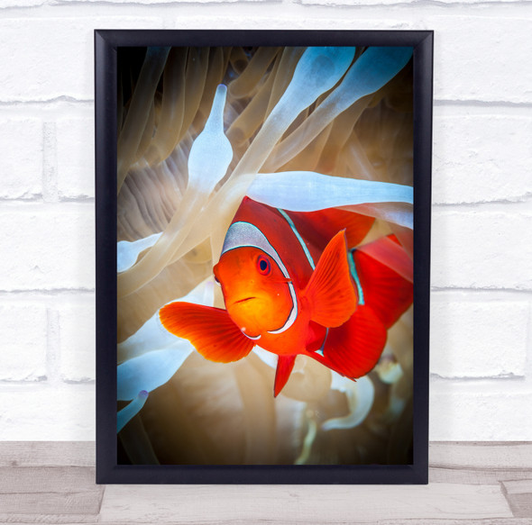 Anemone Clownfish Ocean Fish Papua New Guinea Wildlife Wild Wall Art Print