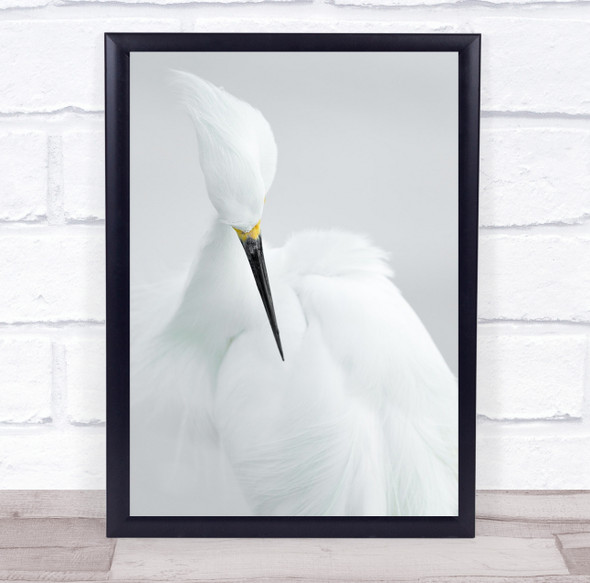 Animal Wildlife Wild Egret Bird Fort De Soto Florida Us USA Wall Art Print