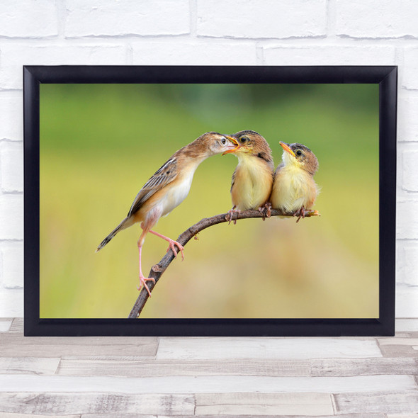 Birds Bird Feed Animal Burung Wildlife Babies Cute Cicipadi Wall Art Print