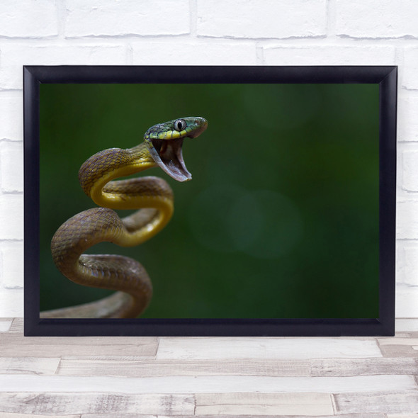 Boiga Cyanea Snake Reptile Green Krabi Thailand Attack Leap Wall Art Print