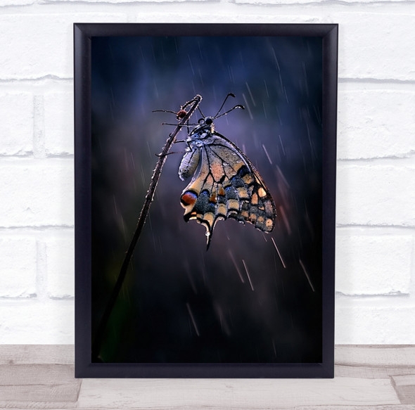 Butterfly Macro Rain Raining Insect Wet Drops Weather Rainy Wall Art Print