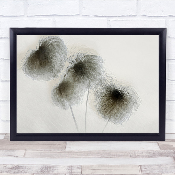 Clematis Seeds Seed Boxes Macro Flower Flowers Flora Floral Wall Art Print