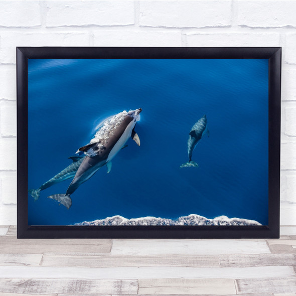 Dolphin Swimming Underwater Animal Wildlife Swim Diving Sea Wall Art Print