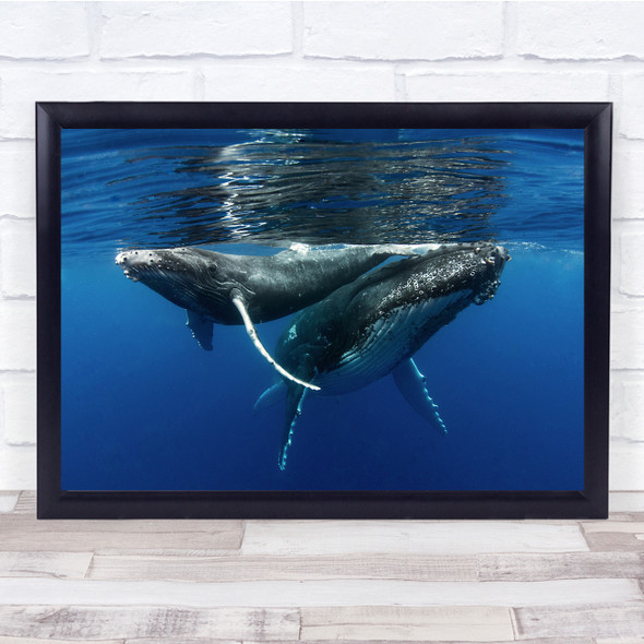 Humpback Whales Underwater Reunion Island Blue Huge Animals Wall Art Print