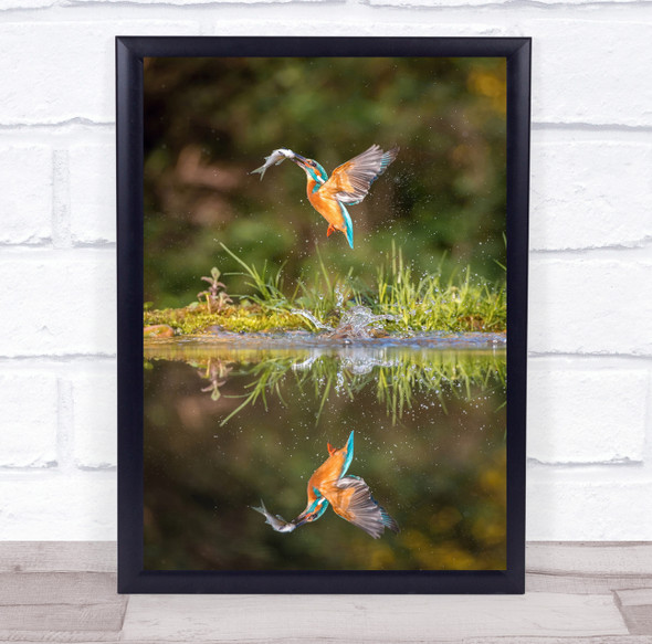 Kingfisher Prey Caught Catch Fish Bird Birds Animal Animals Wall Art Print