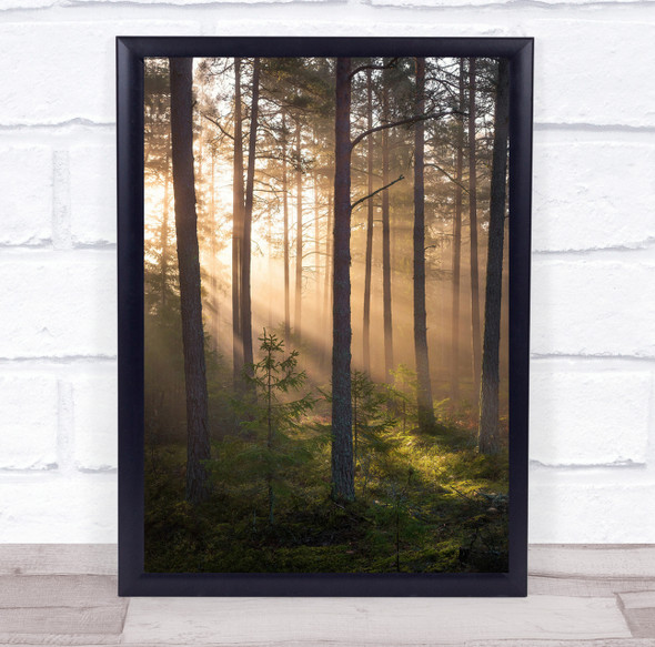 Landscape Forest Sweden Light Rays Fog Mist Haze Foggy Tree Wall Art Print