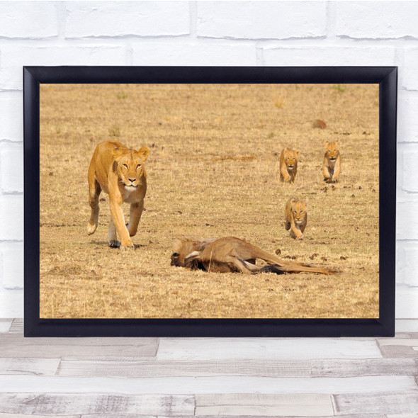 Lion Wildebeest Migration Kenya Cub Prey Predator Kill Cubs Wall Art Print