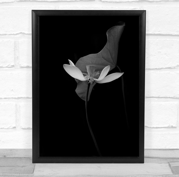 Lotus Flower Summer Dark Background Black No Flowers Floral Wall Art Print