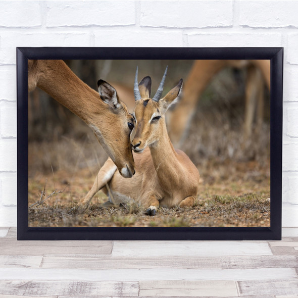 Love Tender Tenderness Wildlife Nature Impala Africa Kruger Wall Art Print