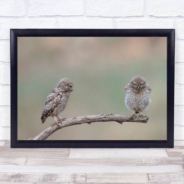 Owl Wildlife Bird Birds Branch Cute Nature Owls Pair Couple Wall Art Print