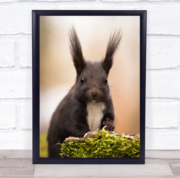 Squirrel Ear Ears Fur Furry Bokeh Close-Up Squirrels Animal Wall Art Print