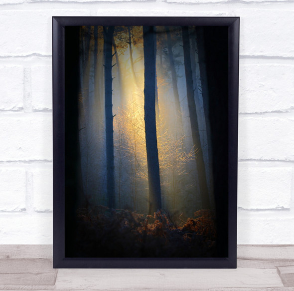 Tree Trees Forest Light Dawn Morning Sunrise Magic Rays Ray Wall Art Print