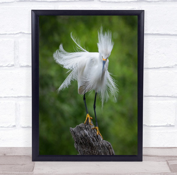 Wildlife Wild Nature Animal Animals Bird Birds Bokeh Branch Wall Art Print