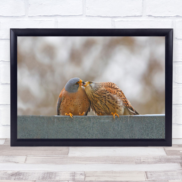 Wildlife Wild Nature Birds Lesser Kestrel Kiss Romance Love Wall Art Print