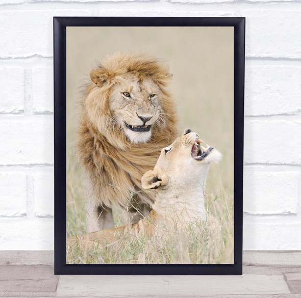 Wildlife lion lioness Nature Animal Animals Mane Mate Mating Couple Print