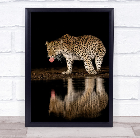 Wildlife Wild Nature Animal Animals Reflection Tongue Drink leopard Print
