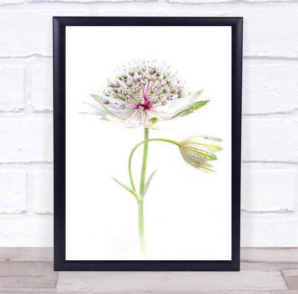 Astrantia Flower Masterwort White Summer Close-Up High Key Wall Art Print