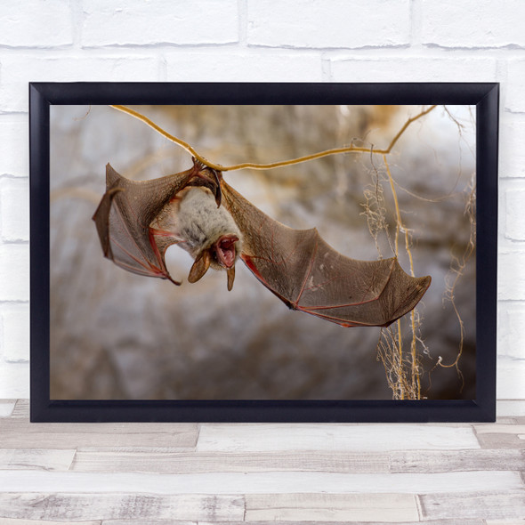 Bats hanging animals wings Cave Speleo Ardeche Water Karst Wall Art Print