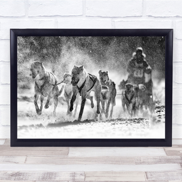 Black & White Action Snowy Snow Dog Dogs Sleigh Run Winter Wall Art Print