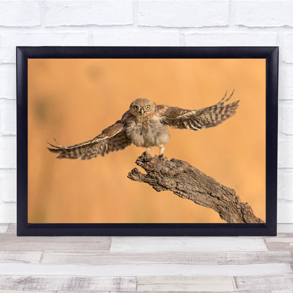 Brown Wildlife Owl Nature Animal Animals Branch Bokeh Bird Wall Art Print