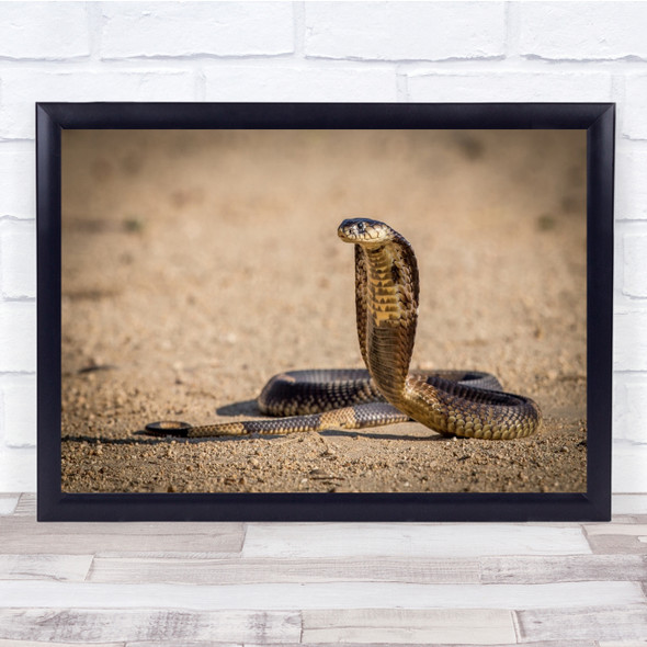 Cobra Spitting Strike Hit Bite Attack Wildlife Wild Nature Wall Art Print