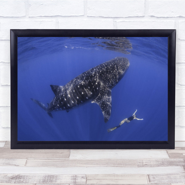 Diver Dive Whale Big Huge Underwater Sport Person Floating Wall Art Print