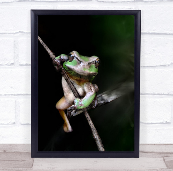 Frog Stick Macro Animal Animals Calonge Girona Spain Climb Wall Art Print