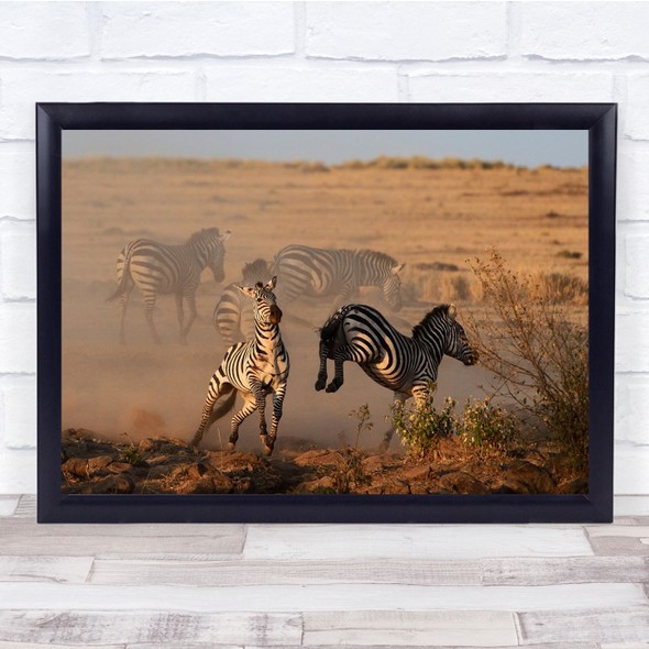 Kenya Masai Mara Zebra Zebras Animal Animals Wildlife Wild Wall Art Print