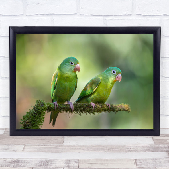Parakeet Parakeets Parrot Green Bird Birds Costa Rica Wild Wall Art Print