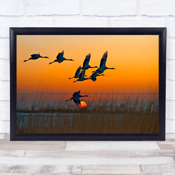 Red-Crowned Crane Zhalong China Snow Asia Asian Flight Fly Wall Art Print