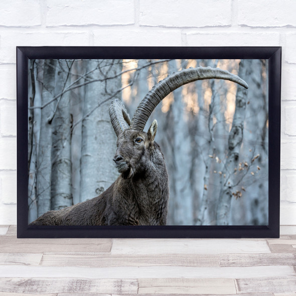 Wildlife Wild Animal Nature Ibex Animals Horns Horn Forest Wall Art Print