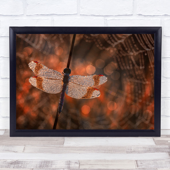 Dragonfly Spiderweb Braboland Dew Drops Water Bokeh Macro Wall Art Print